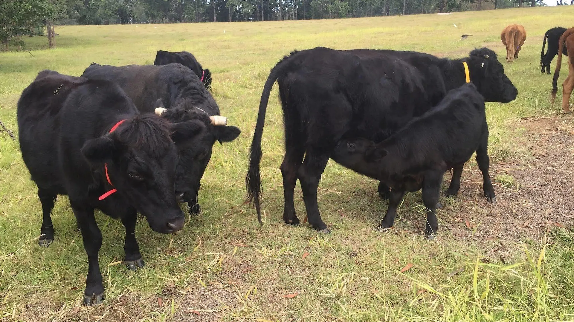 Blackwattle Farm B&B Beerwah Hotel