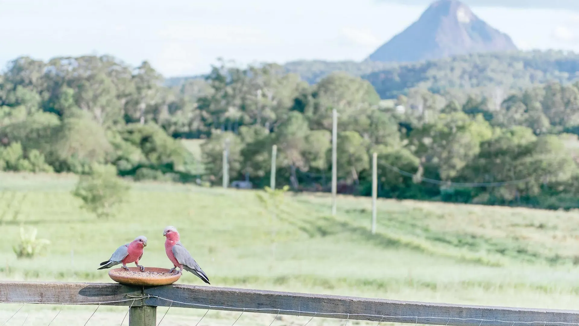 Blackwattle Farm B&B Beerwah Hotel