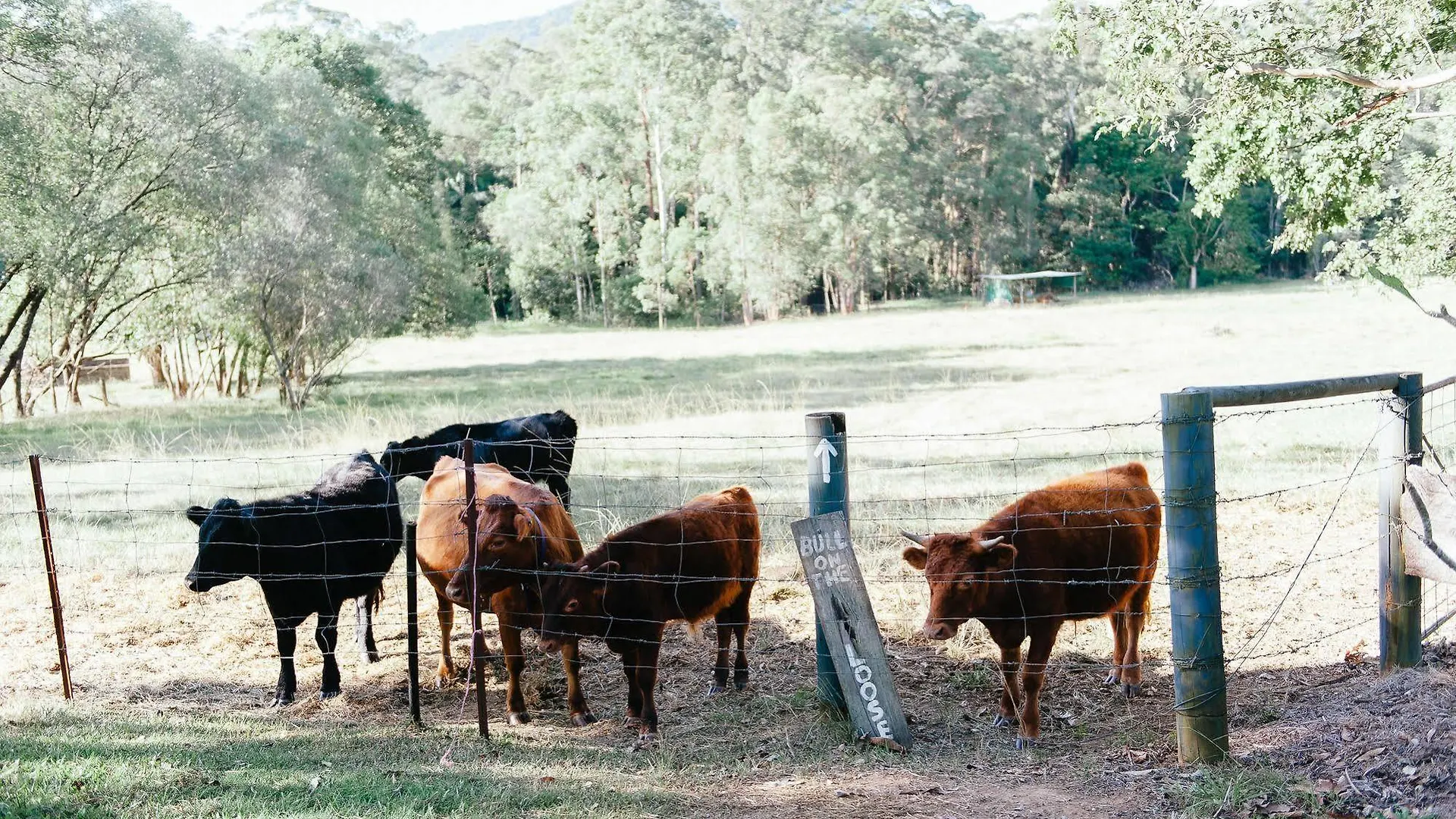 Hotel Blackwattle Farm B&B Beerwah Australia